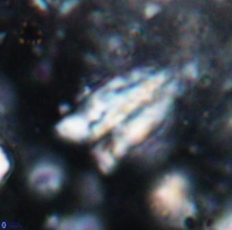 Braarudosphaera sp 4 6691