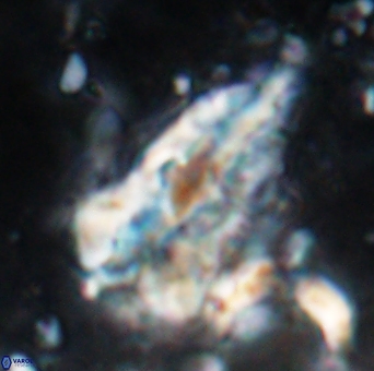 Braarudosphaera sp 5 6728