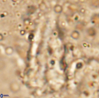 Braarudosphaera sp 5 6730