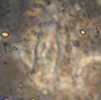 Braarudosphaera sp 5 6731