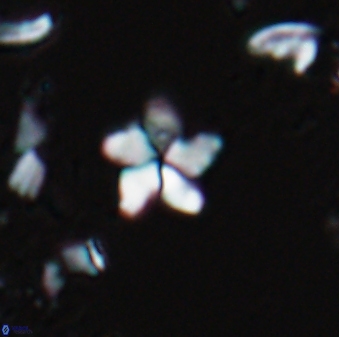 Braarudosphaera stenorhetha 17467