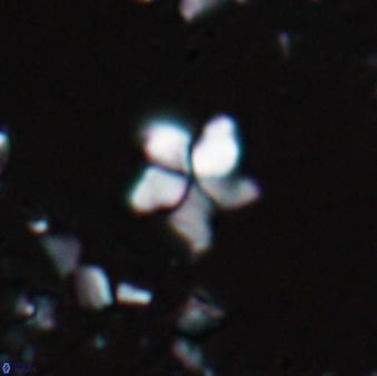 Braarudosphaera stenorhetha 17469