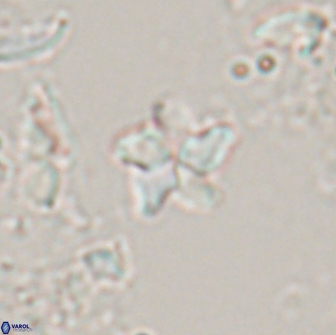 Braarudosphaera stenorhetha 17473