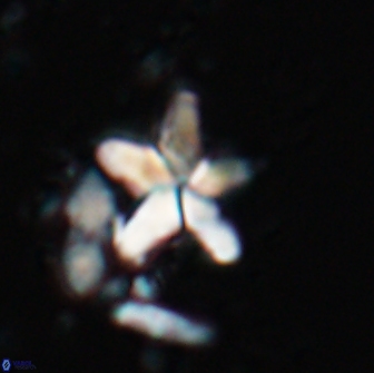 Braarudosphaera stenorhetha 17538