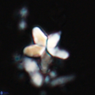 Braarudosphaera stenorhetha 17540