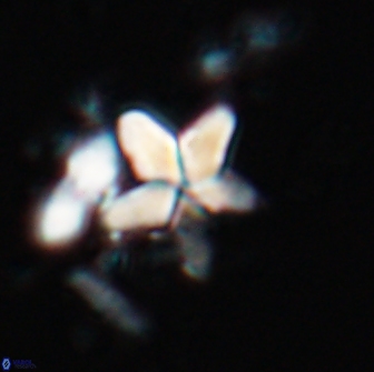 Braarudosphaera stenorhetha 17542