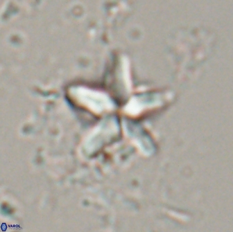 Braarudosphaera stenorhetha 17544