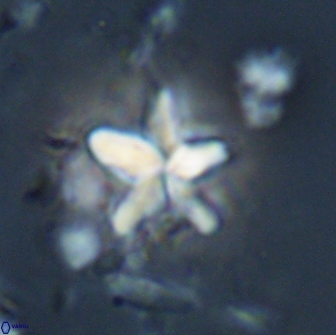 Braarudosphaera stenorhetha 17545