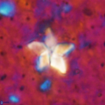 Braarudosphaera stenorhetha 19571