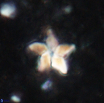 Braarudosphaera stenorhetha 19572