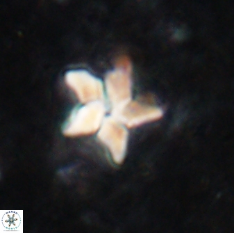 Braarudosphaera stenorhetha 19574