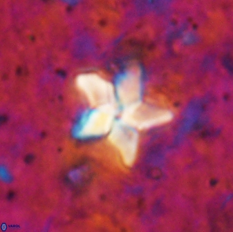 Braarudosphaera stenorhetha 19575