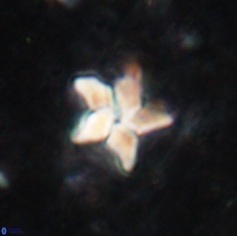 Braarudosphaera stenorhetha 19576