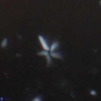 Braarudosphaera stenorhetha 19646