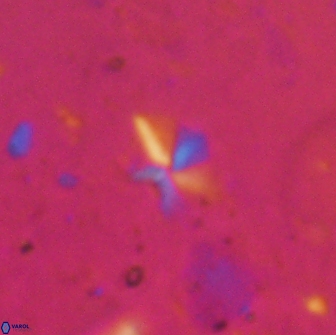 Braarudosphaera stenorhetha 19647