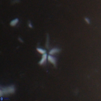 Braarudosphaera stenorhetha 19648