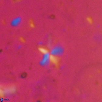 Braarudosphaera stenorhetha 19649