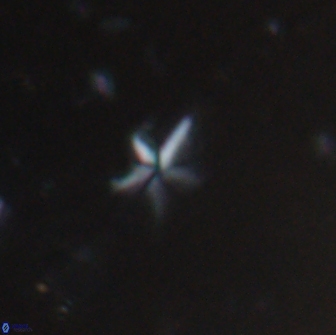 Braarudosphaera stenorhetha 19650