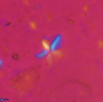 Braarudosphaera stenorhetha 19651