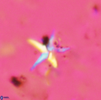 Braarudosphaera stenorhetha 2280