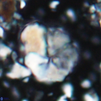 Braarudosphaera pseudobatilliformis 6584