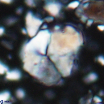 Braarudosphaera pseudobatilliformis 6588