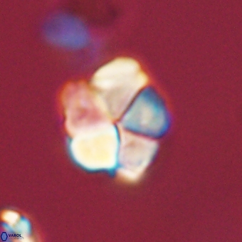 Braarudosphaera pseudobatilliformis 67481