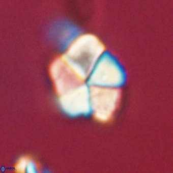 Braarudosphaera pseudobatilliformis 67482