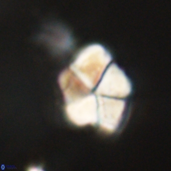 Braarudosphaera pseudobatilliformis 67483