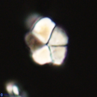Braarudosphaera pseudobatilliformis 67484