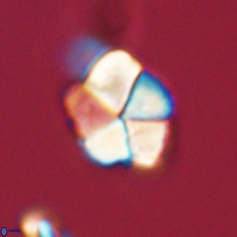 Braarudosphaera pseudobatilliformis 67485