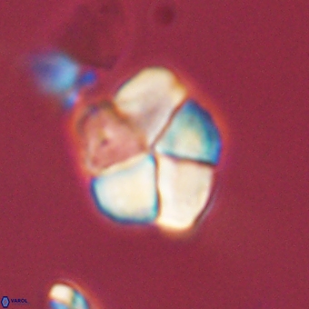 Braarudosphaera pseudobatilliformis 67486