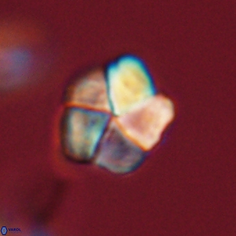 Braarudosphaera pseudobatilliformis 67488