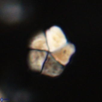 Braarudosphaera pseudobatilliformis 67489