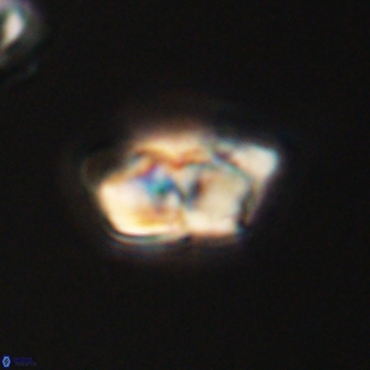 Braarudosphaera pseudobatilliformis 67491