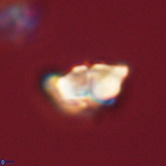 Braarudosphaera pseudobatilliformis 67493