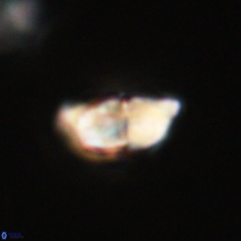 Braarudosphaera pseudobatilliformis 67494