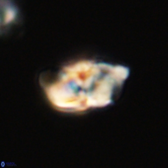 Braarudosphaera pseudobatilliformis 67495