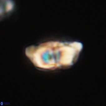 Braarudosphaera pseudobatilliformis 67496