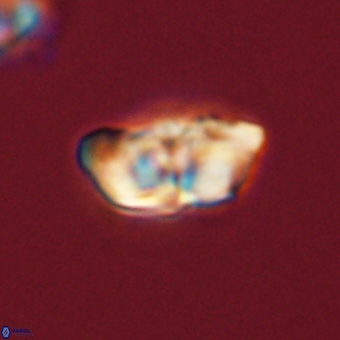 Braarudosphaera pseudobatilliformis 67497