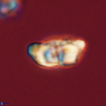 Braarudosphaera pseudobatilliformis 67498