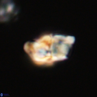 Braarudosphaera pseudobatilliformis 67499