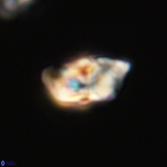 Braarudosphaera pseudobatilliformis 67500