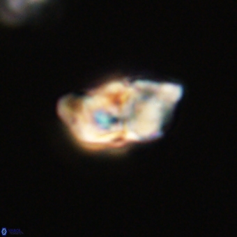 Braarudosphaera pseudobatilliformis 67501