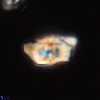 Braarudosphaera pseudobatilliformis 67502