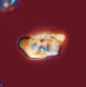 Braarudosphaera pseudobatilliformis 67503