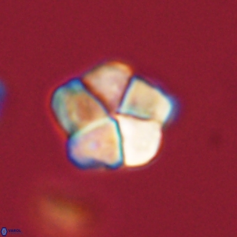 Braarudosphaera pseudobatilliformis 67504