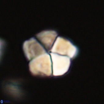 Braarudosphaera pseudobatilliformis 67505