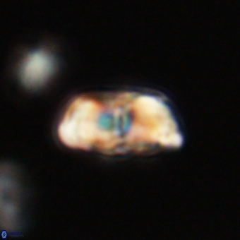 Braarudosphaera pseudobatilliformis 67506