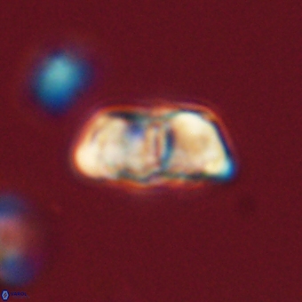 Braarudosphaera pseudobatilliformis 67507